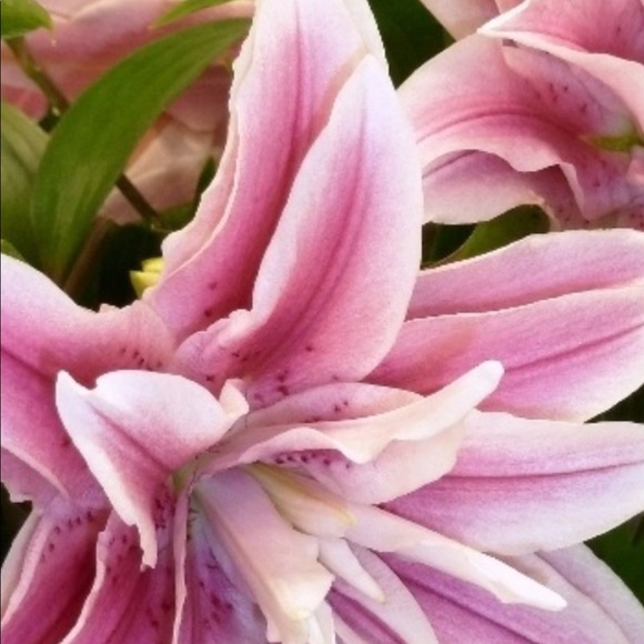 Meet your Posher, Shauna - Picture 1 of 1